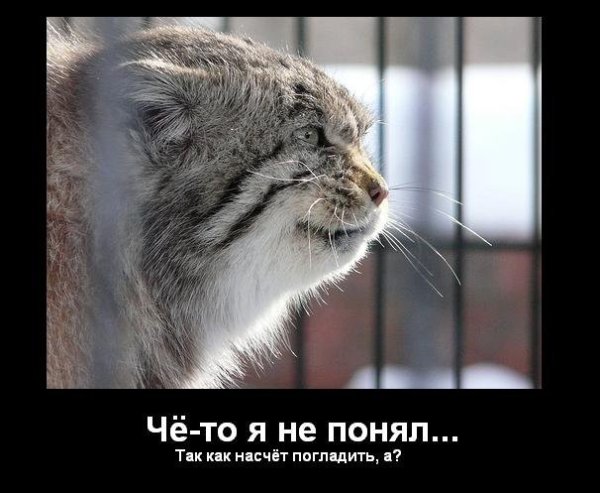 Манул погладь кота