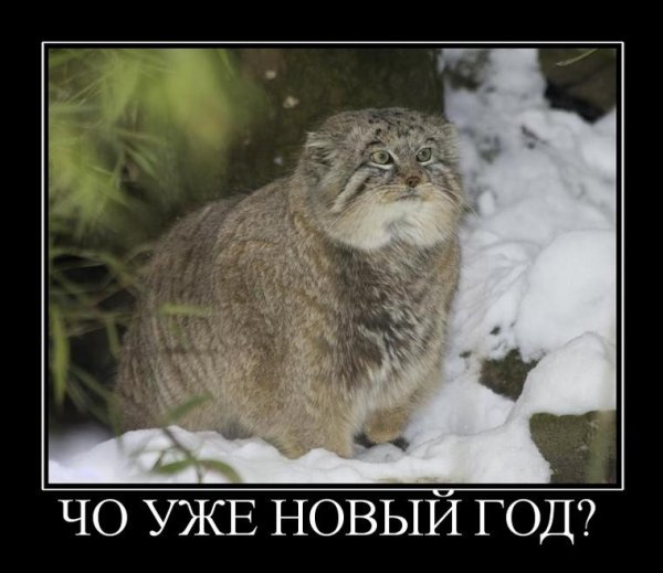Манул демотиватор