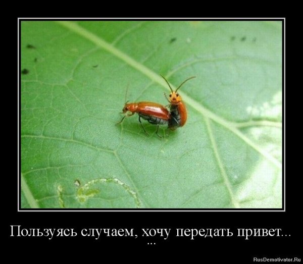 Насекомые демотиватор