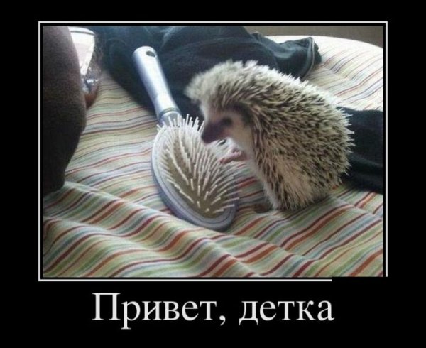 Ежи демотиваторы