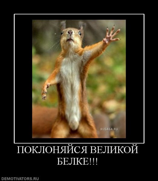 Приколы про белку