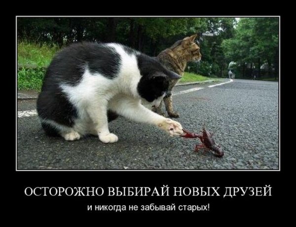 Демотиваторы про животных смешные очень