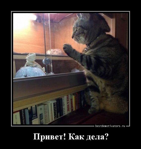 Как дела демотиватор