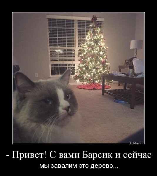 Коты и елка демотиваторы
