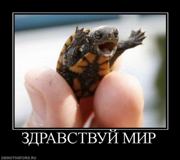 Спасибо за внимание с черепахой