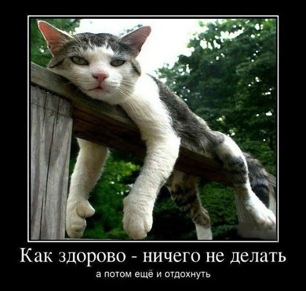 Коза демотиватор