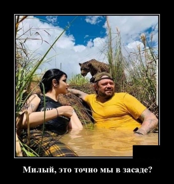 В засаде прикол