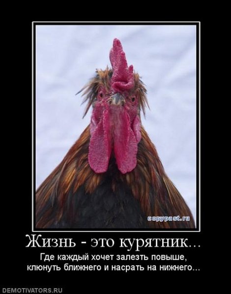 Петух прикол