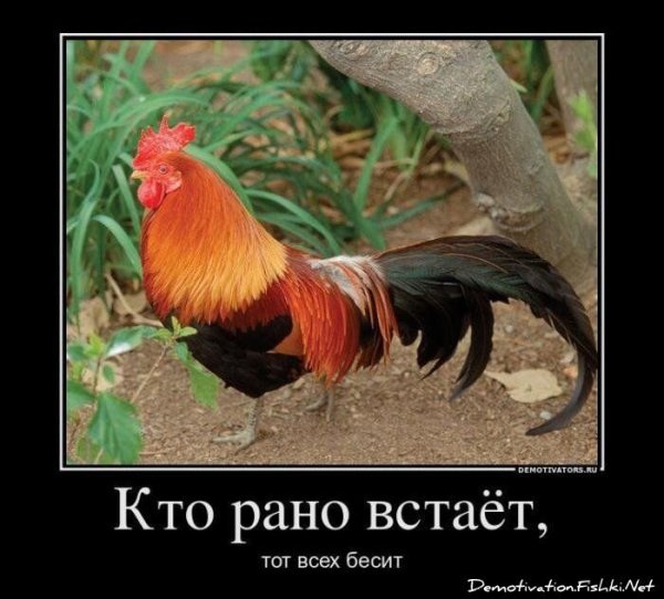 Петух демотиватор