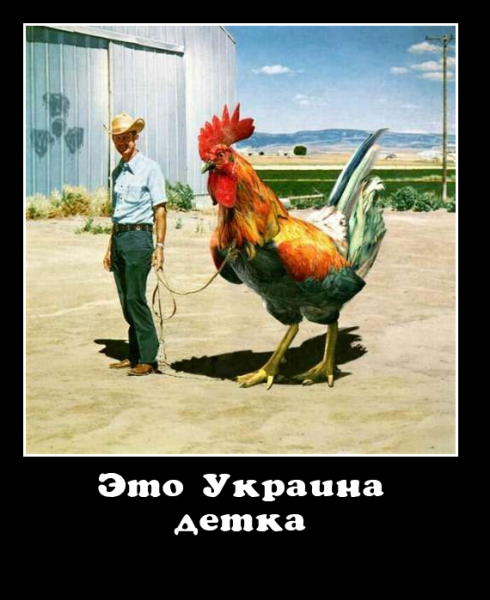 Петух демотиватор