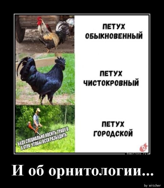 Петух мемы