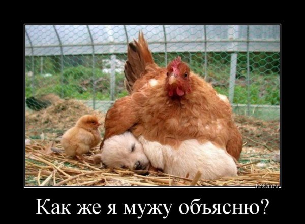 Приколы с курами