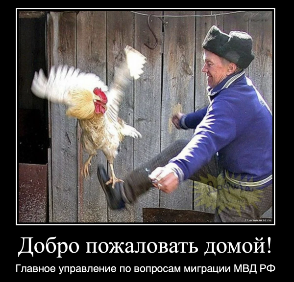 Петушок демотиватор