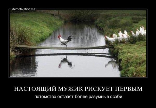 Демотиваторы про кур