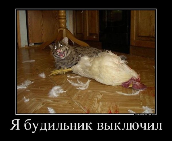 Петух демотиватор