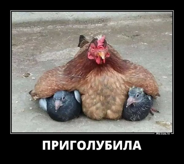 Голубь курица