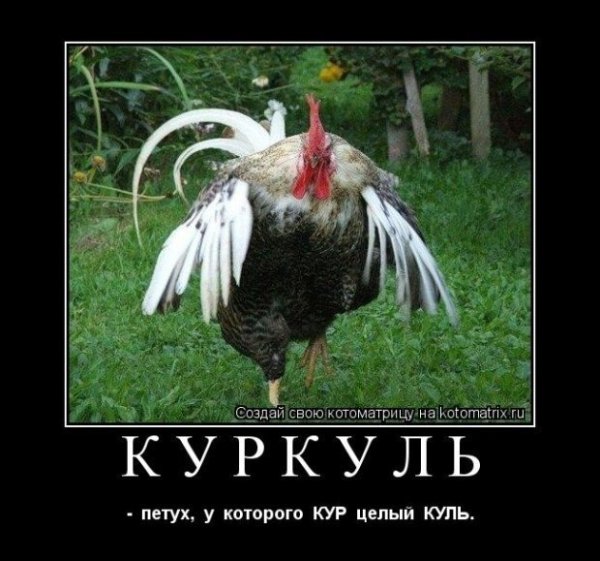 Шутки про петухов