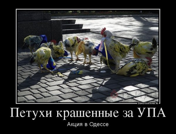 Украинцы петухи