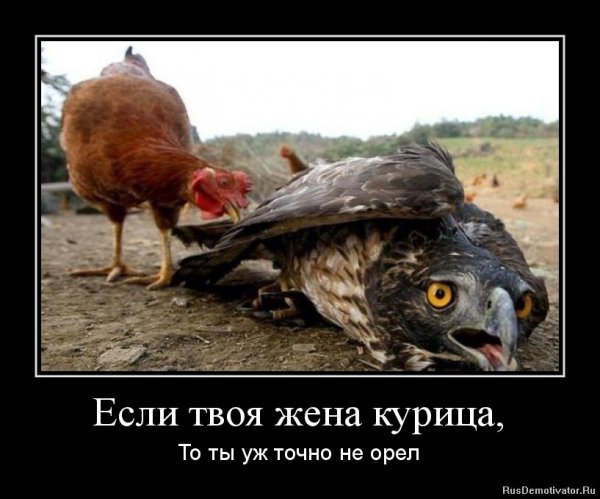Курица демотиватор