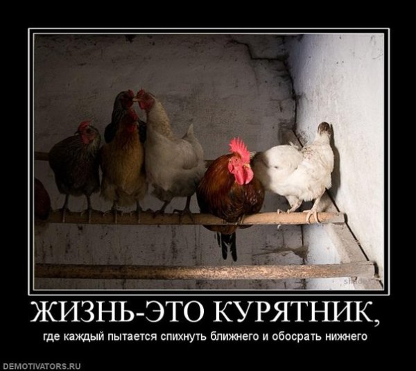 Курятник смешно