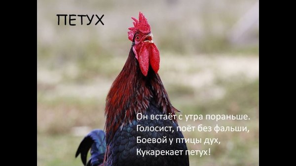 Петух надпись