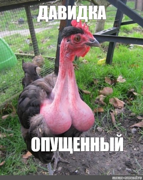 Приколы про петухов