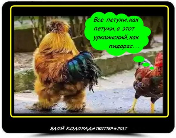 Петушки демотиватор