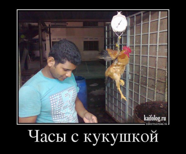 Кукушка демотиватор