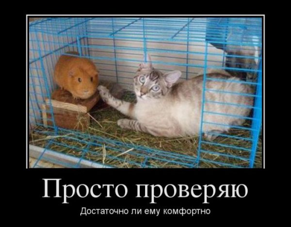 Демотиваторы охота прикольные