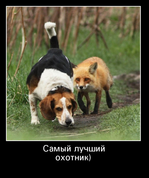 Прикольные демотиваторы