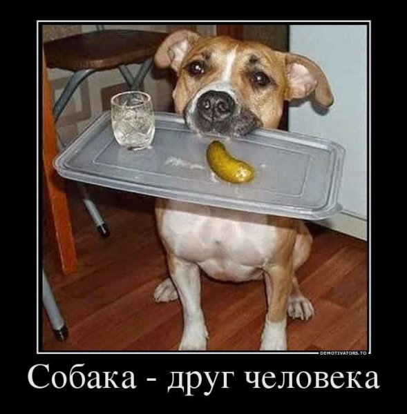 Собака друг человека прикол
