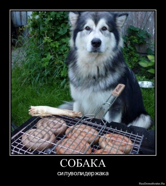 Собаки юмор