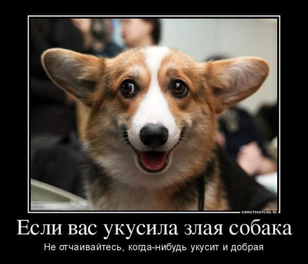 Собака демотиватор