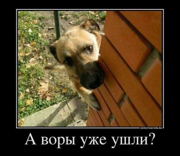 Демотиваторы про собак прикольные