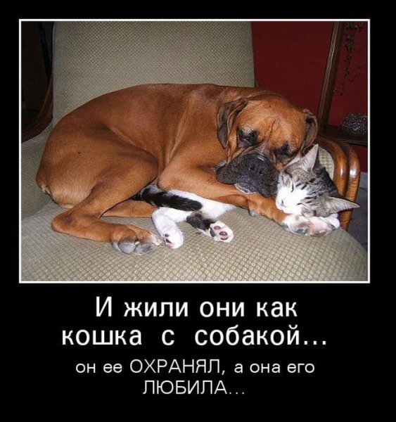 Собака демотиватор