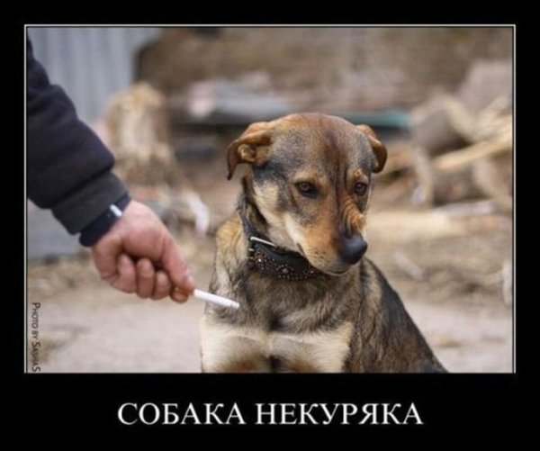 Собака демотиватор