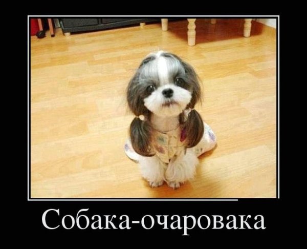 Шутки про собак