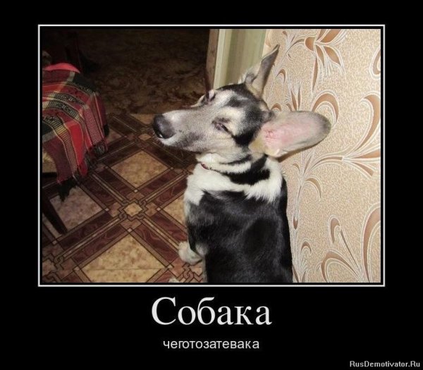 Смешные шутки про собак