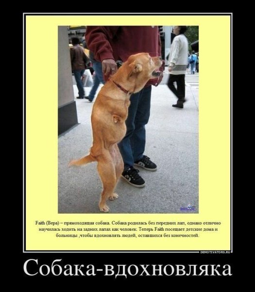 Демотиваторы про собак смешные
