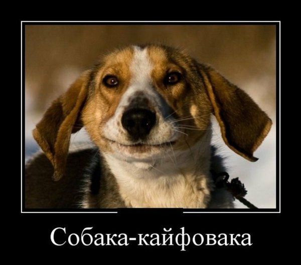 Демотиваторы про собак смешные
