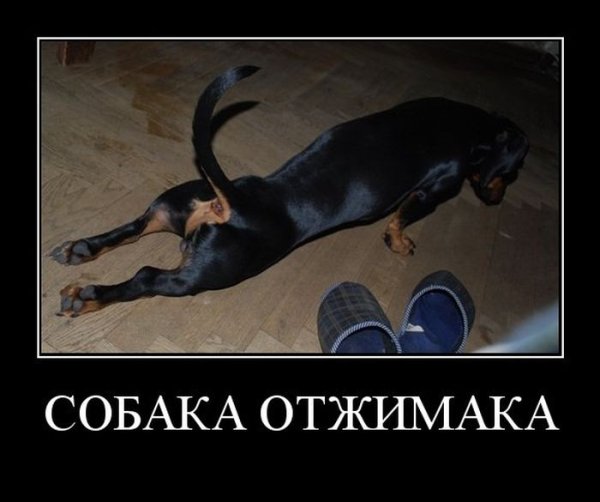 Смешные шутки про собак