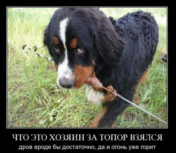 Собака демотиватор