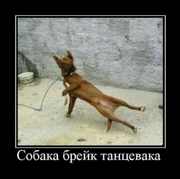 Демотиваторы про собак смешные