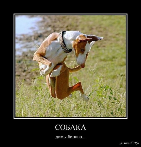 Собака демотиватор
