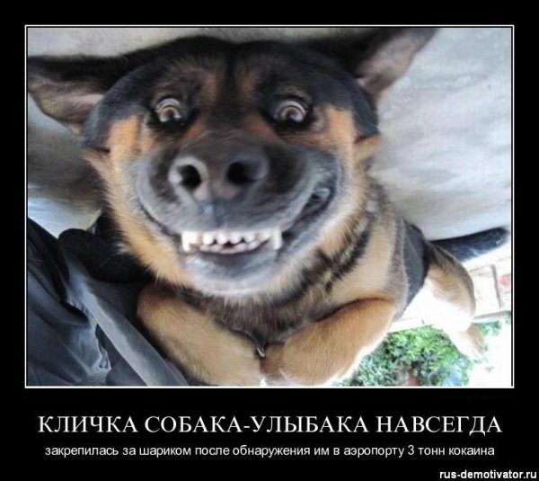 Шутки про собак