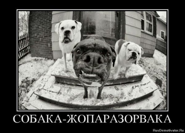 Демотиваторы про собак смешные