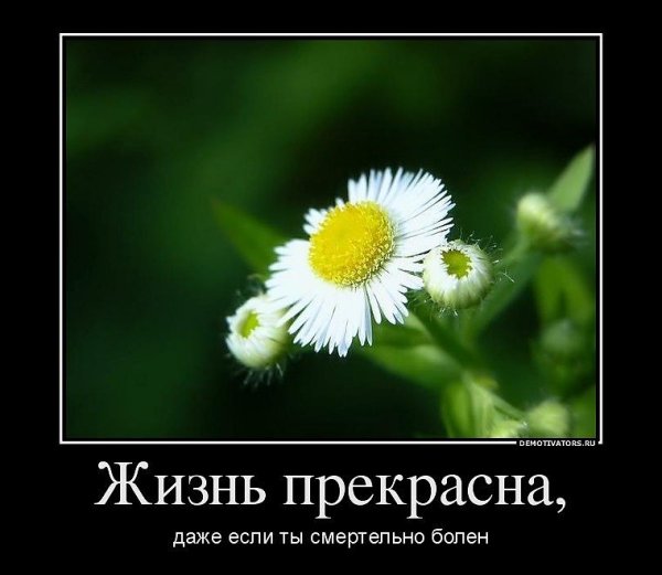 Жизнь прекрасна