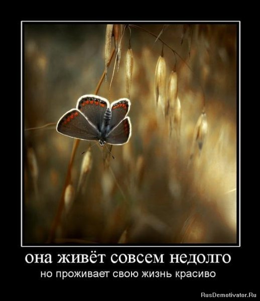 Высказывания о бабочках