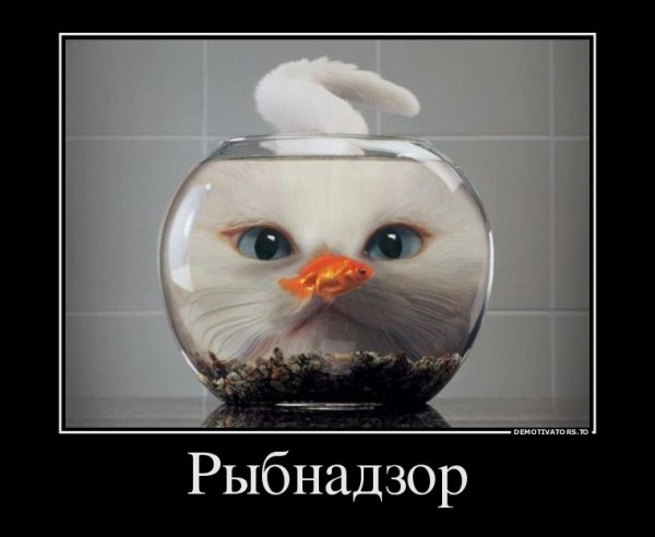 Душа демотиватор