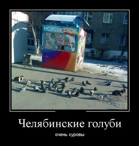 Среда демотиваторы приколы